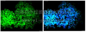 merck millipore,默克密理博,MAB4356A4,Anti-DPPA-2 Antibody, clone 6C1.2, Alexa Fluor 488 conjugate