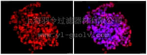 merck millipore,默克密理博,MAB4356C3,Anti-DPPA-2 Antibody, clone 6C1.2, Cy3 conjugate