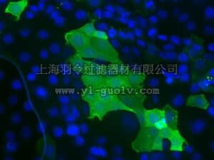 merck millipore,默克密理博,MAB4365,GCTM-5 Antibody, clone GCTM-5