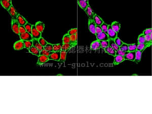merck millipore,默克密理博,MAB4369,Anti-SRF [Serum Response Factor] Antibody, clone 1E1
