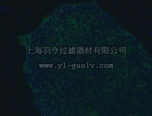 merck millipore,默克密理博,MAB4381A4,Anti-TRA-1-81 Antibody, clone TRA-1-81, Alexa Fluor 488 Conjugate