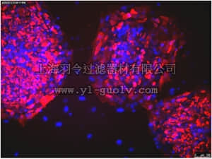 merck millipore,默克密理博,MAB4381C3,Anti-TRA-1-81 Antibody, clone TRA-1-81, Cy3 conjugate