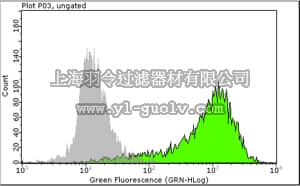 merck millipore,默克密理博,MAB4381,Anti-TRA-1-81 Antibody, clone TRA-1-81