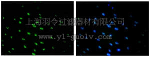 merck millipore,默克密理博,MAB4383A4,Anti-Nuclei Antibody, clone 3E1.3, Alexa Fluor 488 conjugate