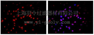 merck millipore,默克密理博,MAB4383B,Anti-Nuclei Antibody, clone 3E1.3, Biotin Conjugate