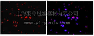 merck millipore,默克密理博,MAB4383C3,Anti-Nuclei Antibody, clone 3E1.3, Cy3 Conjugate