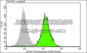 merck millipore,默克密理博,MAB4383,Anti-Nuclei Antibody, clone 3E1.3