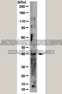merck millipore,默克密理博,MAB4386,Anti-NDP52 Antibody, clone 10F1.2