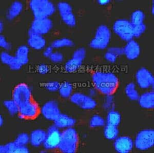 merck millipore,默克密理博,MAB4399,Anti-CD133 (Prominin-1) Antibody, clone 17A6.1