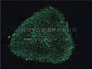 merck millipore,默克密理博,MAB4401,Anti-Oct-4 Antibody, clone 10H11.2