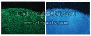 merck millipore,默克密理博,MAB4407,Anti-HESCA-1 Antibody, clone 051007-4A5