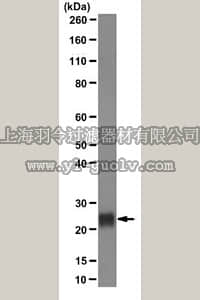 merck millipore,默克密理博,MAB4416,Anti-Plet-1 (Placenta-expressed transcript 1 protein) Antibody, clone 1D4