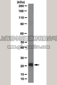 merck millipore,默克密理博,MAB4417,Anti-Achaete Scute homolog 2 Antibody, clone 8F1