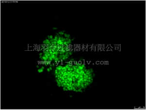 merck millipore,默克密理博,MAB4419A4,Anti-OCT-4 [POU5F1] Antibody, clone 7F9.2, Alexa Fluor 488 conjugate