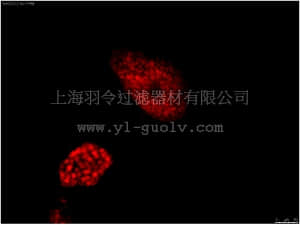 merck millipore,默克密理博,MAB4419C3,Anti-OCT-4 [POU5F1] Antibody, clone 7F9.2, Cy3 conjugate