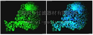 merck millipore,默克密理博,MAB4423A4,Anti-SOX-2 Antibody, clone 10H9.1, Alexa Fluor 488 conjugate