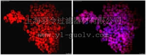 merck millipore,默克密理博,MAB4423C3,Anti-SOX-2 Antibody, clone 10H9.1, Cy3 conjugate