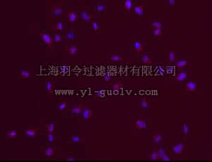 merck millipore,默克密理博,MAB4423,Anti-SOX-2 Antibody, clone 10H9.1