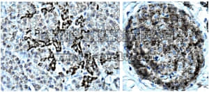 merck millipore,默克密理博,MAB4425,Anti-PDX-1 Antibody, clone 6F6.1