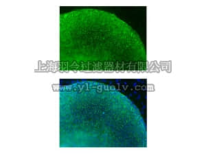merck millipore,默克密理博,MAB4427,TG30 Antibody, clone TG30