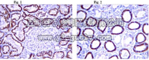 merck millipore,默克密理博,MAB4429,Anti-BMP-7 (Pro-peptide) Antibody, clone 2