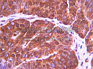 merck millipore,默克密理博,MAB4430,Anti-Piwi-like protein 2 Antibody, clone 87/3