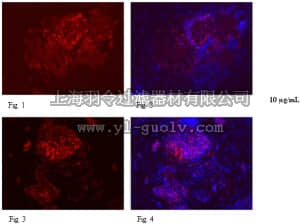 merck millipore,默克密理博,MAB4433,Anti-Podocalyxin-like protein I Antibody, clone 85