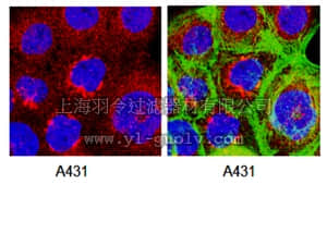 merck millipore,默克密理博,MAB5232,Anti-Presenilin-1 Antibody, loop, a.a. 263-378, CT, clone PS1-loop