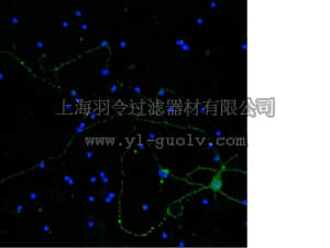 merck millipore,默克密理博,MAB5256X,Anti-Neurofilament H Antibody, clone NE14, Alexa Fluor 488 Conjugated