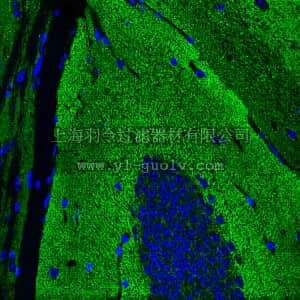 merck millipore,默克密理博,MAB5258A4,Anti-Synaptophysin Antibody, clone SY38, Alexa Fluor 488 Conjugate,MAB5258A4