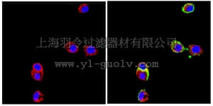 merck millipore,默克密理博,MAB5272,Anti-Neural Cell Adhesion Molecule L1 Antibody, clone 324