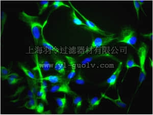 merck millipore,默克密理博,MAB5326A4,Anti-Nestin Antibody, clone 10C2, Alexa Fluor 488 conjugate