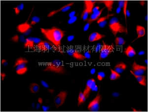 merck millipore,默克密理博,MAB5326C3,Anti-Nestin Antibody, clone 10C2, Cy3 conjugate