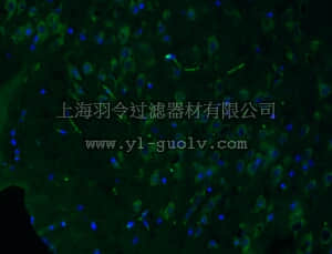merck millipore,默克密理博,MAB5364A4,Anti-Reelin Antibody, clone G10, Alexa Fluor 488 Conjugate,MAB5364A4