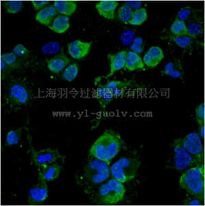 merck millipore,默克密理博,MAB5384A4,Anti-NG2 Antibody, clone 132.39, Alexa Fluor488 Conjugate