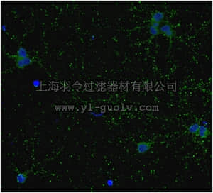 merck millipore,默克密理博,MAB5406B,Anti-GAD67 Antibody, clone 1G10.2, Biotin Conjugate