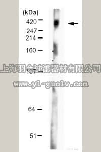 merck millipore,默克密理博,MAB5492,Anti-Huntingtin Antibody, a.a. 1-82