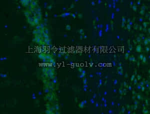 merck millipore,默克密理博,MAB5504A4,Anti-Vesicular Glutamate Transporter 2 Antibody, Alexa Fluor 488,MAB5504A4