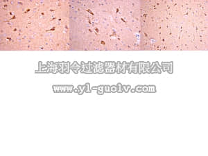 merck millipore,默克密理博,MAB5542,Anti-Prion Protein Antibody, clone 2G11