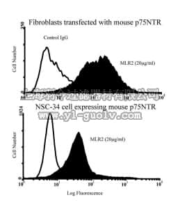 merck millipore,默克密理博,MAB5592,Anti-Nerve Growth Factor Receptor Antibody, clone MLR2