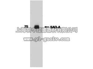 merck millipore,默克密理博,MAB5630,Anti-SAD A Antibody