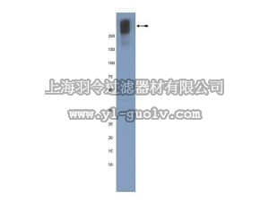merck millipore,默克密理博,MAB5674,Anti-Plectin Antibody, Clone 10F6