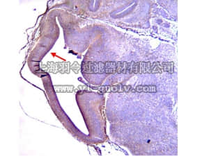 merck millipore,默克密理博,MAB5740,Anti-Radial Glial Cell Marker-2 Antibody, clone RC2