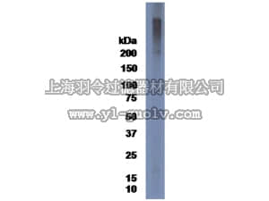 merck millipore,默克密理博,MAB5790,Anti-DSD-1 Antibody, clone 473HD
