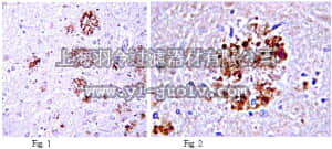 merck millipore,默克密理博,MAB8768,Anti-Amyloid beta A4 protein Antibody, clone MM26-2.1.3