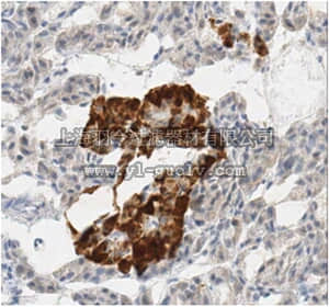 merck millipore,默克密理博,MABC110,Anti-WIPI-2, clone 1B8.1 Antibody