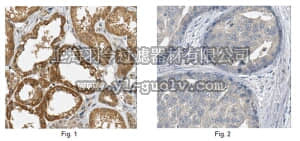 merck millipore,默克密理博,MABC112,Anti-RASSF1 Antibody, clone 5C9.1