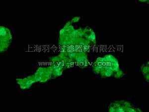 merck millipore,默克密理博,MABC123,Anti-Angiotensinogen Antibody, clone EPR2931, rabbit monoclonal
