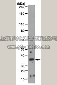 merck millipore,默克密理博,MABC130,Anti-LYVE-1 Antibody, clone 11A9.1