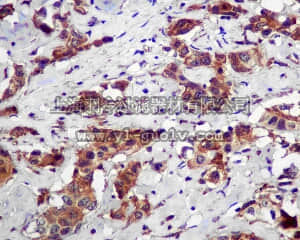 merck millipore,默克密理博,MABC135,Anti-ATG12 Antibody, clone EPR4800, rabbit monoclonal